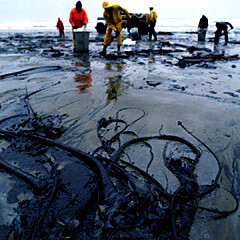 Ropná skvrna ohrožuje životní prostředí mnoha živočichů, mimo jiné i mořských želv karet zelenavých.