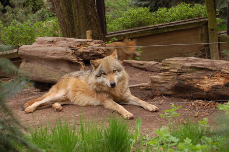 Tříletou dívku zranil v polovině července v olomoucké zoologické zahradě vlk. Ilustrační snímek