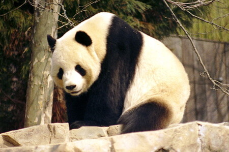 O možnosti získat pandu se vedení trojské zoologické zahrady zmínilo už na konci loňského roku