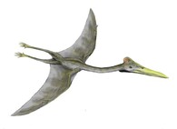 Ptakoještěr Hatzegopteryx thambema.