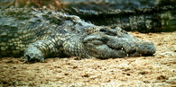 Krokodýl nilský 