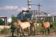 Divocí koně před sarkofágem v Černobylu