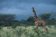Žirafa síťovaná