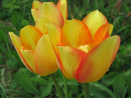 Tulipány se poprvé objevují v perské literatuře v devátém století. Když v 15. století Persii ovládli Turci, postupně se začaly stávat oblíbenou zahradní rostlinou. / ilustrační foto