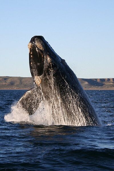 Fjord řeky Saguenay a část zálivu sv. Vavřince lákal poslední léta nejen rybáře, ale i pozorovatele velryb, díky nimž se v místě rozběhl slušně fungující ekoturistický byznys.