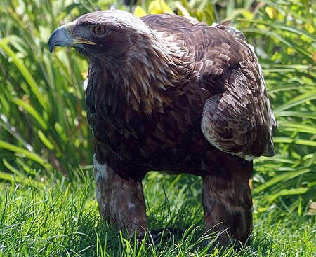 K tomu, aby vědci mohli v terénu orly identifikovat, museli vybavit ptáky satelitním vysílačem.