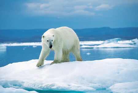 Špicberky, které se nacházejí přibližně 1600 kilometrů od Severního pólu, jsou podle údajů z roku 2015 domovem přibližně 1000 kusů ledních medvědů. Zvíře patří od roku 1973 mezi chráněné druhy. / ilustrační foto
