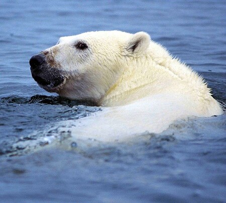 Zůstává tu ale problém, jak odebrat vzorek tkáně z medvěda ledního. Dospělý samec může vážit i 340 kilogramů a většinou se nenechá jen tak přemluvit.