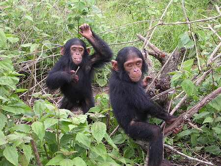 Pašeráci při odchytu mláděte mnohdy postřílí celou jeho rodinu, která ho chrání. To někdy čítá až deset dospělých šimpanzů, jejichž maso se rovněž ocitne na černém trhu. Ilustrační snímek mladých šimpanzů.