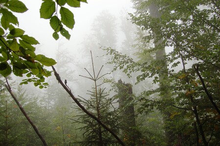Trojmezenský prales v NP Šumava.
