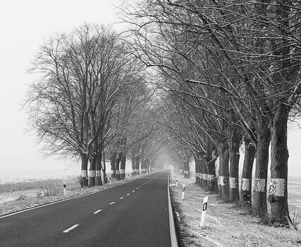 Pardubický kraj si nechá zpracovat studii budoucí podoby silnice se stromořadím vedoucí do obce Neratov u Lázní Bohdaneč. Ilustrační foto.