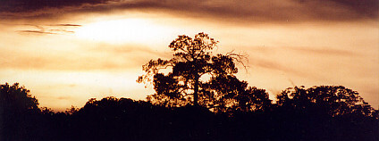 Amazonský prales v oblasti řeky Negro. Foto: Diogo Melo Flickr.com