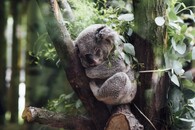 spící koala