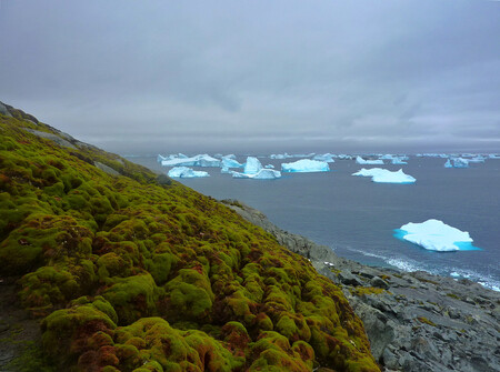 Za posledních padesát let se množství a míra vegetačního pokryvu Antarktidy výrazně zvětšila. Mechů je tu teď čtyřikrát až pětkrát více, než před půl stoletím.
