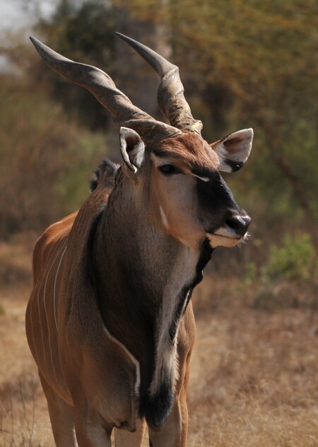 Západní poddruh antilopy Derbyho (na obrázku) žije v přírodě pouze v Senegalu v Národním parku Niokolo Koba v počtu menším než 200 kusů. V lidské péči žije pod dohledem českých odborníků jen několik desítek jedinců v senegalských rezervacích Bandia a Fathala. Antilopa Derbyho je ohrožena nejvíce kvůli pytláctví a úbytku životního prostoru v důsledku rozšiřování zemědělských oblastí.