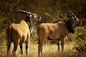 Rovněž vzácnost antilopy Derbyho dokládá zjištění, že zatímco antilopu koňskou kamery zaznamenaly 71krát, antilopu Derbyho za stejnou dobu pouze jednou