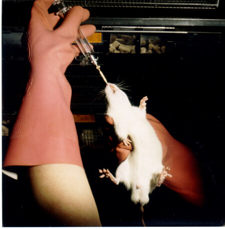 Jeden z testů na zvířatech - aplikace testované látky do krku potkana