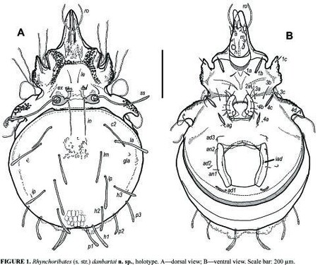Roztoč Rhynchoribates danbartai se od příbuzných liší specificky formovanými chlupy neobvyklého tvaru a taky zcela jinou formou smyslových štětin (tzv. sensillů).