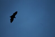Letící netopýr