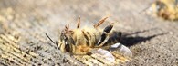 Mrtvá včela