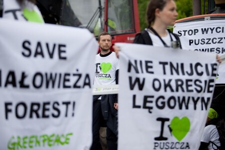 Loni v březnu přijaly polské orgány rozhodnutí, kterým umožnily trojnásobný nárůst těžby dřeva v Bělověžském pralese. Aktivisté mimo jiné i z Česka se snaží těžbu blokovat.
