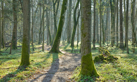 Obnovené kácení stromů v okolí polského Národního parku Białowieża může podle slov přírodovědců přivést celý umikátní pralesní ekosystém k zániku.