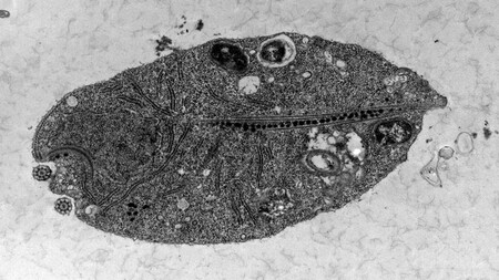 Přehledný snímek buňky Monocercomonoides kmen PA203 z transmisního elektronového mikroskopu.