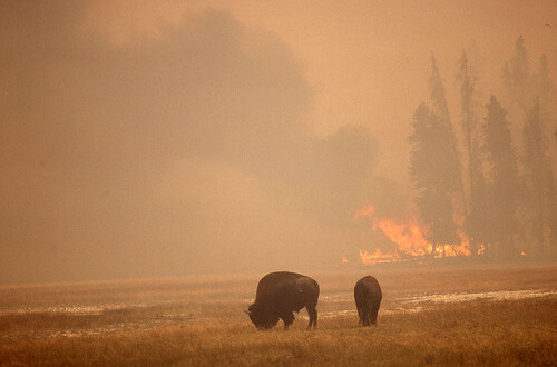 Bizoni se pasou v parku Yellowstone, zatímco nedaleko hoří les (1988)