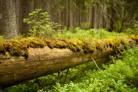 V letech následujících po orkánu Kyrill, který se Českou republikou prohnal před deseti lety, napadl kůrovec v Národním parku Šumava 2,6 milionu stromů.