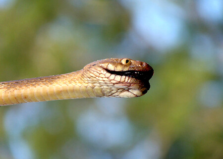 Nenápadný stromový had na Guamu rychle zdomácněl. A stal se učiněnou pohromou pro zdejší ptáky. Nenápadný stromový had na Guamu rychle zdomácněl. A stal se učiněnou pohromou pro zdejší ptáky.
