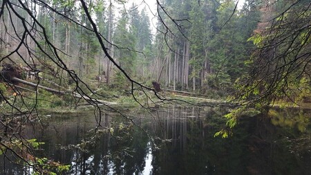Zákaz vstupu do národní přírodní rezervace Boubínský prales platil kvůli polomům a nebezpečí pádu stromů od 10. listopadu.