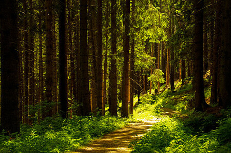 Kvůli nedávným polomům bude od pátku zakázán vstup na turistické trasy v okolí národní přírodní rezervace Boubínského pralesa na Prachaticku. Ilustrační snímek Boubínského pralesa.