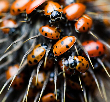 Hmyzu je popsáno na 400 000 druhů...