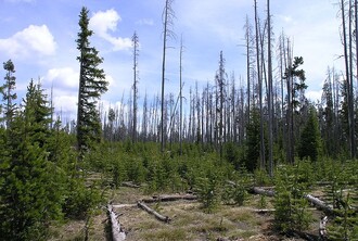 Oblast v parku Yellowstone, která byla spálena v roce 1988. Na snímku v roce 2006