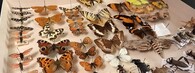 sbírka motýlů a brouků