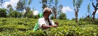 Čajová plantáž na Srí Lance