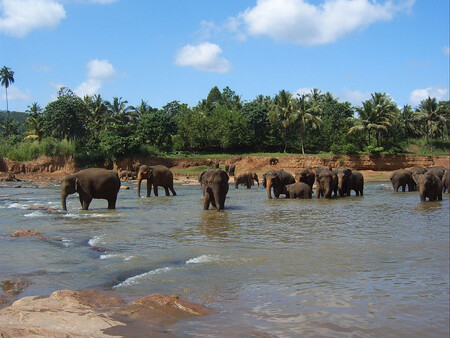 Sloni, erbovní zvířata ostrova, na Cejlonu žijí v počtu asi šesti tisíc, pro nedostatek místa zčásti schytáni, zkroceni a zaměstnáni v průmyslu turistickém – v zajetí se poměrně často i množí. Na snímku sloni nedaleko sloního sirotčince v Pinnawale