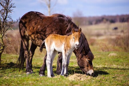 Prosluněné jarní počasívytvořilo ideální kulisu pro narození prvního jarního hříběte v rezervaci divokých koní.
