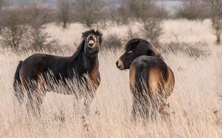 Fotografie divokých koní, zubrů a zpětně šlechtěných praturů zachycují atraktivní živočichy, kteří obnovují stepi na dvou pastvinách u měst Milovice a Benátky nad Jizerou.