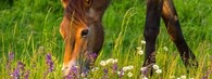 Divocí koně v Milovicích pasoucí se mezi kopretinami a šalvějemi