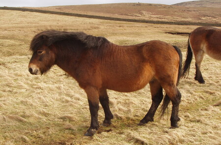 Genetické a archeologické analýzy z posledních let naznačují, že právě exmoorští pony nejlépe odpovídají svým vzhledem, velikostí a zbarvením původním divokým koním střední a západní Evropy