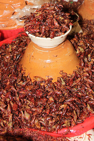 Chapulines - smažené luční kobylky jsou oblíbenou pochoutkou v Mexiku.