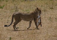 Gepard při lovu