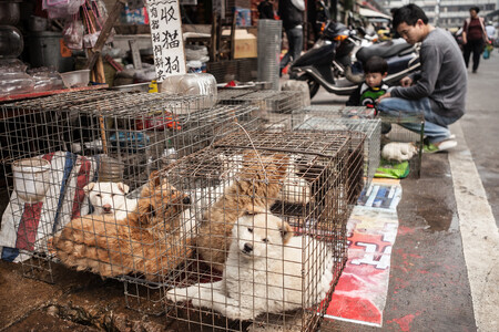 V Číně je ročně na maso zabito kolem deseti milionů psů, konzumace psího masa se ale v této zemi postupně snižuje. Na snímku psi na trhu.