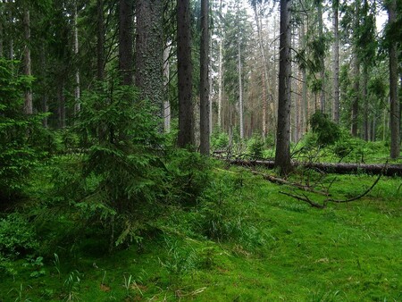 Takhle vypadají těžbou nenarušené lesy v okolí Ptačího potoka na Šumavě (I. zóna Modravská slať)