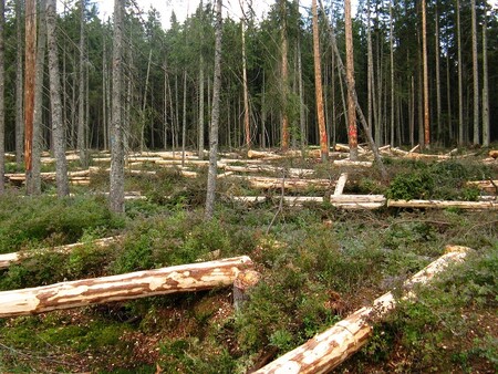 Podle správy parku uvidí v začínající sezoně návštěvníci Šumavy dřevaře v práci méně často než loni