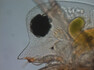 Mikroskopické foto Daphnia pulex.