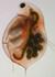 Mikroskopické foto Daphnia pulex.