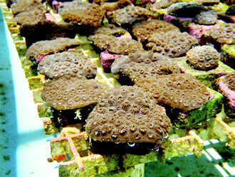 Předpěstované koráli.