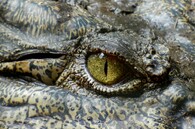 Krokodýlí oko